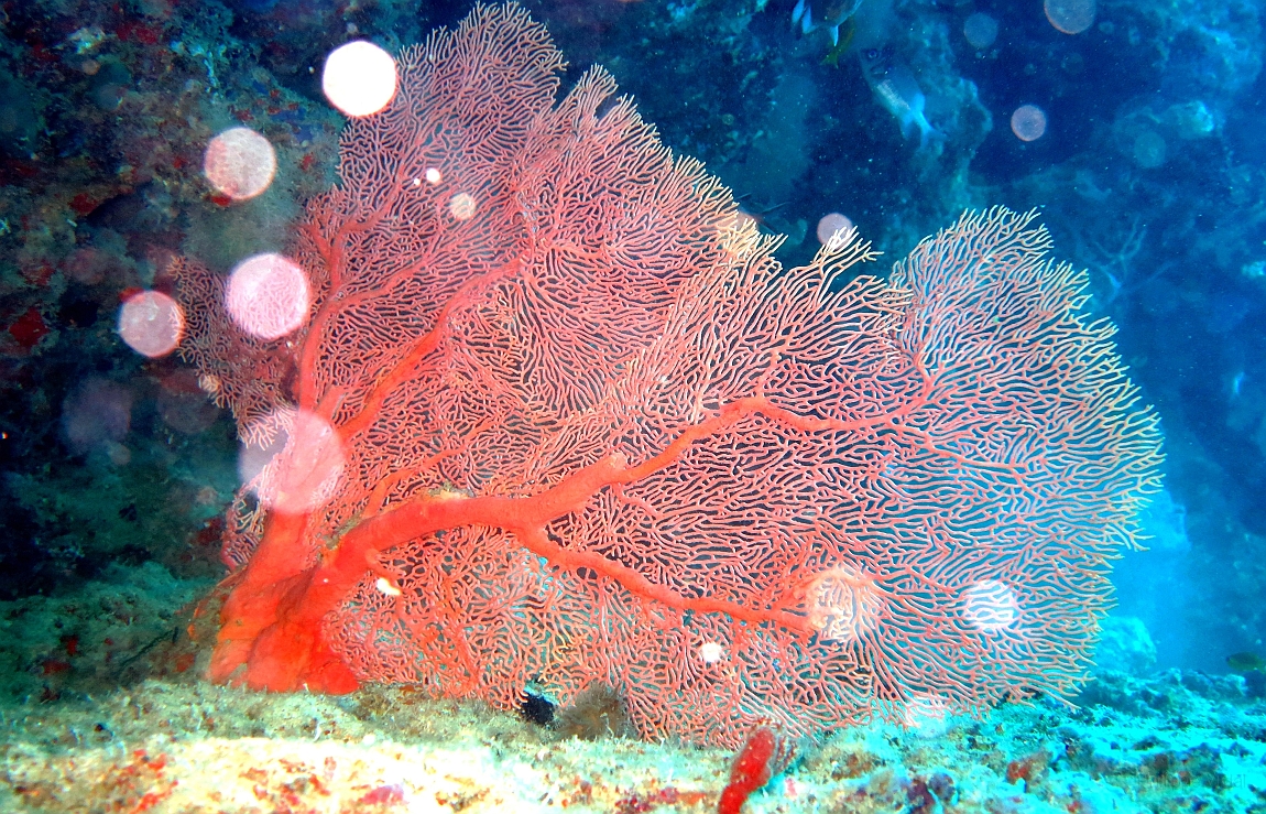 IMG_0173rf_Maldives_Madoogali_Plongee 1_House reef_Gorgone_Subergorgia mollis.jpg